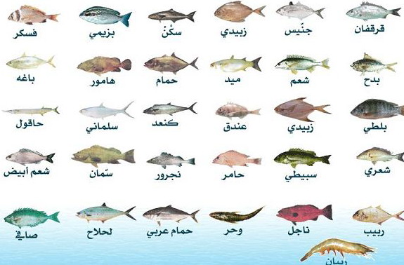 أنواع السمك في الكويت
