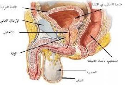 الآم الحوض المزمنة وعلاقتها ببطانة الرحم الهاجرة