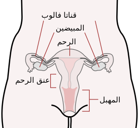 ما هى قناة فالوب