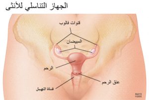 ما هي أعراض التهابات عنق الرحم