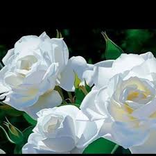 أنواع الورد الأبيض