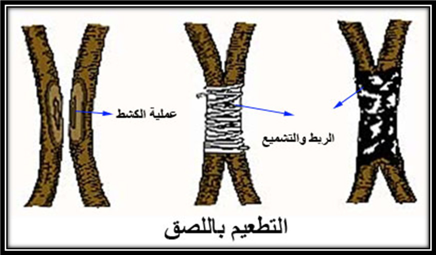 كيفية تطعيم الاشجار المثمرة