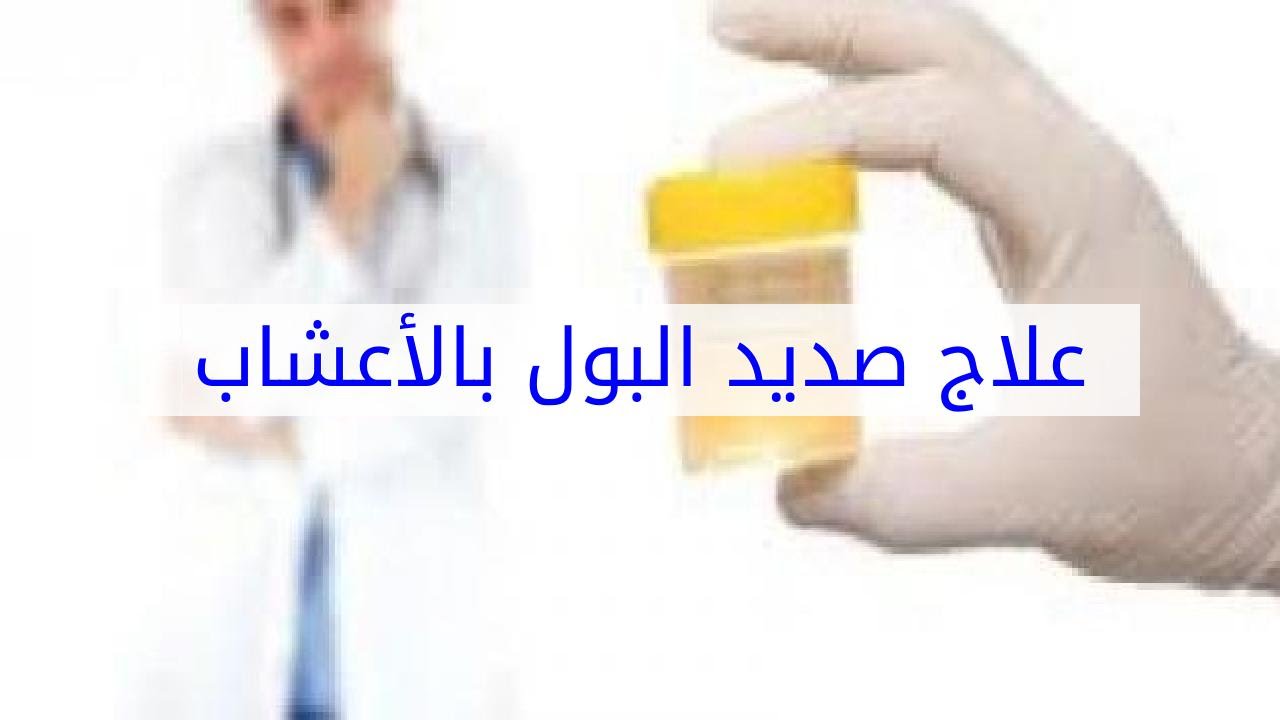 علاج صديد البول بالأعشاب