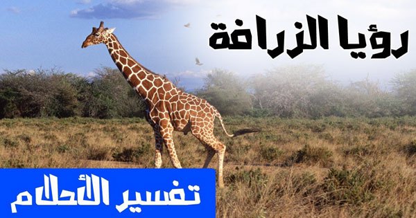 تفسير معني حلم الزرافه في الحلم لابن سيرين وابن شاهين